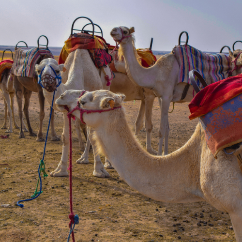 activités à marrakech maroc depuis le riad tifawt balade en dromadaire palmeraie désert agafay